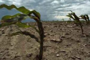 Cibo e cambiamenti climatici